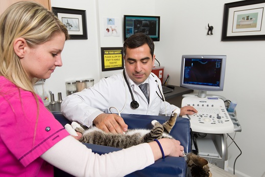 Ultrasound for pets in NJ